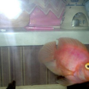 parrot1.JPG