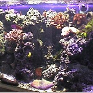 reef1_014.jpg