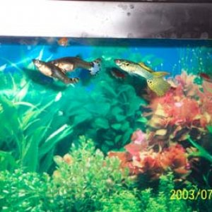 fish_pic.jpg