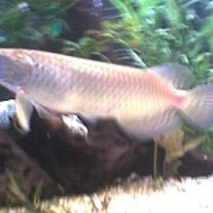Arowana.jpg
