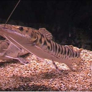 tiger_shovelnose_catfish.jpg