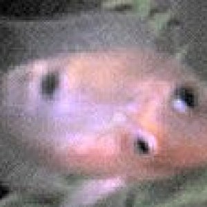 Firemouth4.JPG