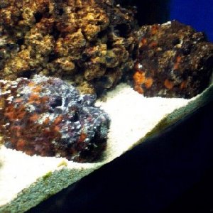 rockfish1.JPG