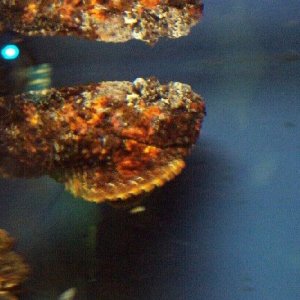 rockfish2.JPG