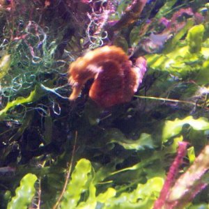 seahorse.jpg