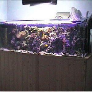 reef1_052.jpg