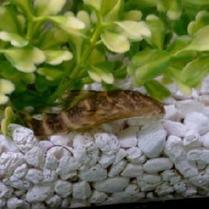 clownpleco.JPG