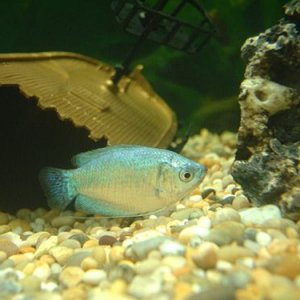 Gourami.jpg