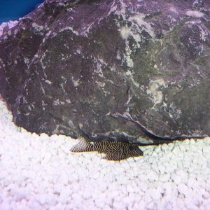 Queen_Arabesque_Pleco.JPG