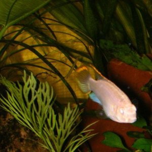 albino_2.jpg