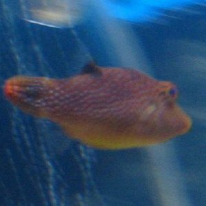 puffy_2.jpg