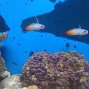 fire_fish.JPG