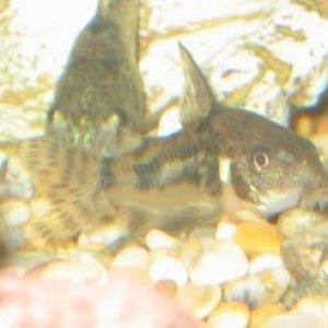 Corys.JPG
