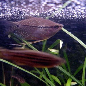pearl_gourami.jpg