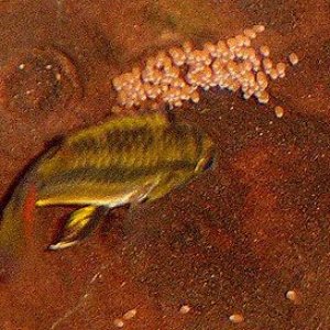 Apisto_Eggs.jpg