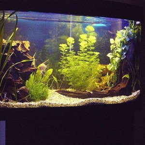 FishTank1.jpg