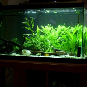 50_plant_1.JPG