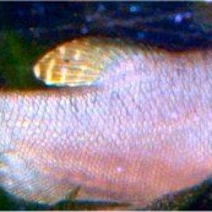 Opalinegourami.jpg