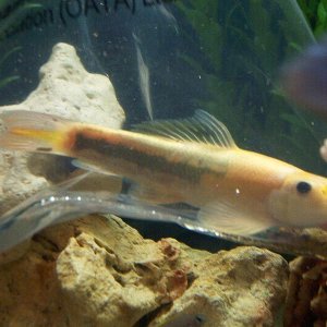 loach1.JPG