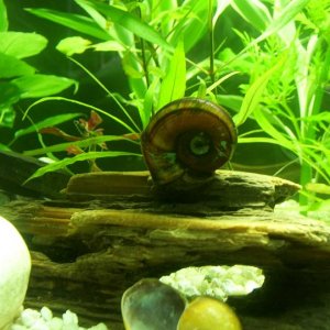 snail.JPG