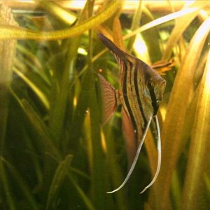 Angel_Fish.JPG