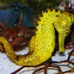 yellowseahorse.jpg