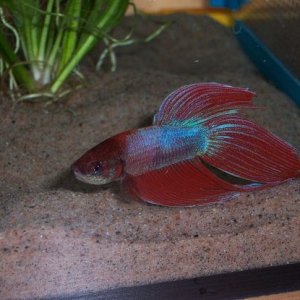 betta1.JPG