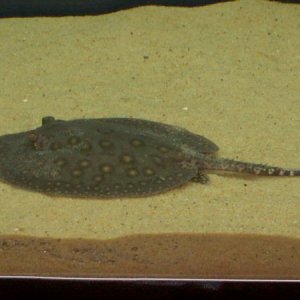 ray.jpg