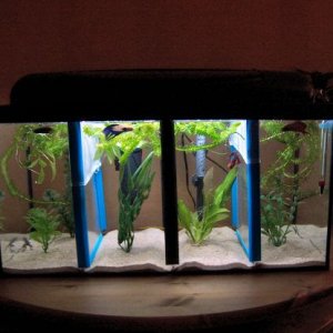 bettatank2.JPG