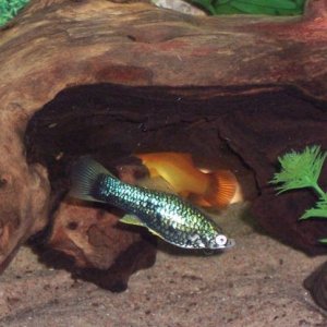 swordtail.JPG