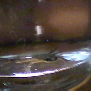 Picture_384.jpg