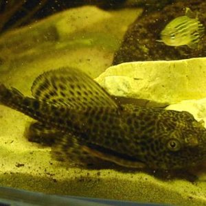 Plec.JPG