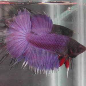 purple_betta.jpg