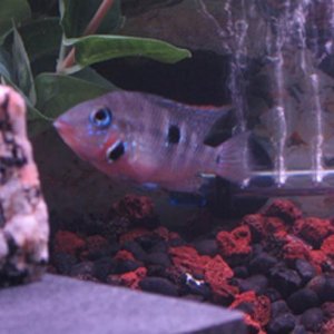 firemouth_cropped.jpg
