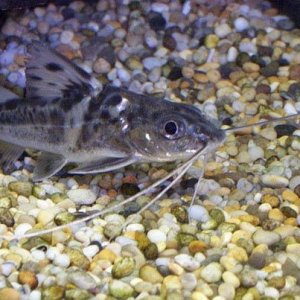 pictus.jpg