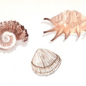 Shells.jpg