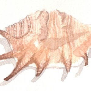 Shell2.jpg