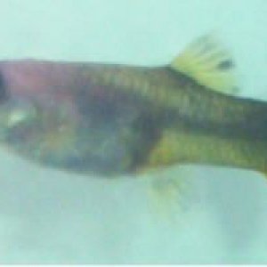 guppy2.jpg