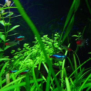newplant_rumy_neon.JPG