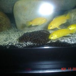 newfishy_015.jpg