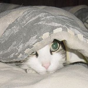 undercoverkitty.jpg