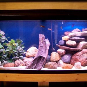 betta_community_revised.jpg