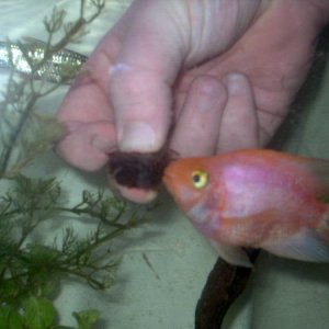 fish_001.jpg