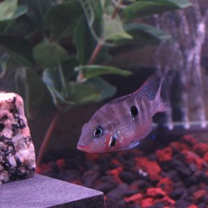 firemouth_1.jpg