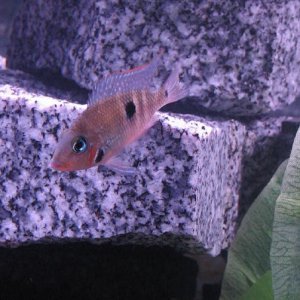 firemouth_3.jpg