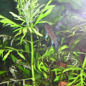 JMB_s_tank_026.jpg