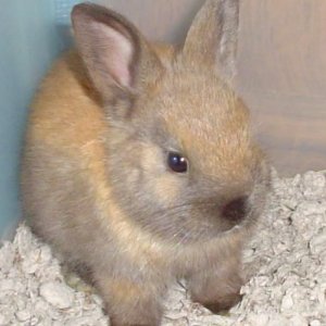 bunz4.jpg