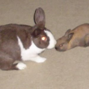 bunz5.jpg