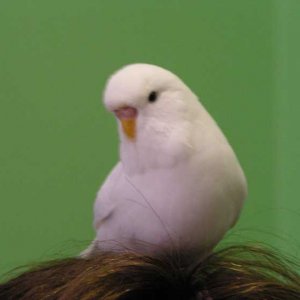 twit2.jpg