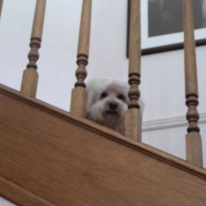 montstairs2.jpg